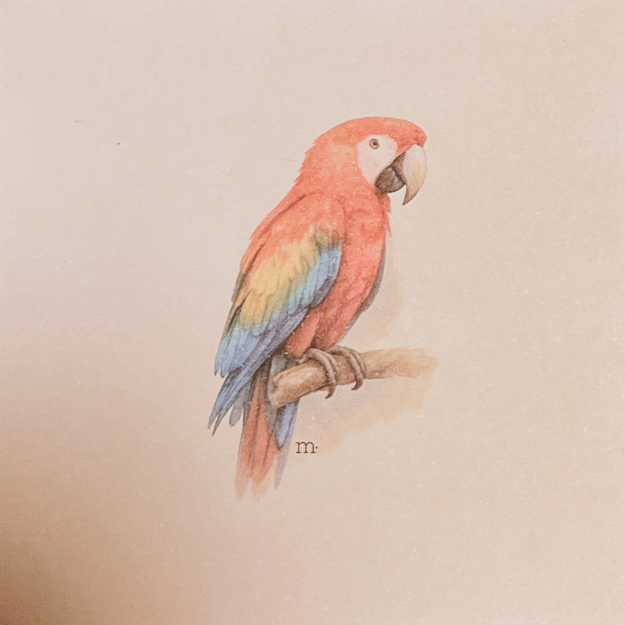 Arara