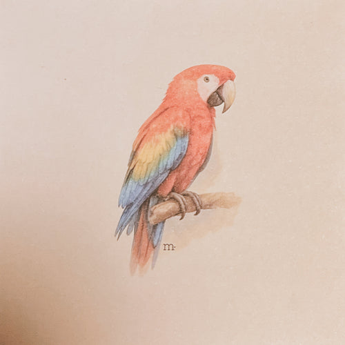 Arara